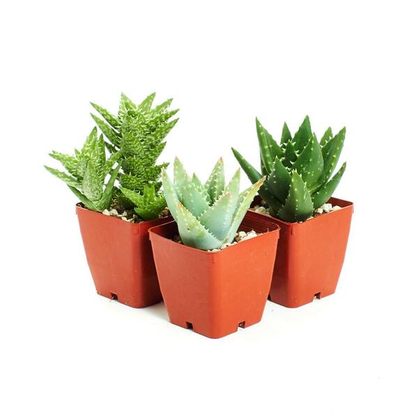 Shop Succulents Easy to Grow/Hard to Kill 3 Different Aloe Plants with 3 in. Pots