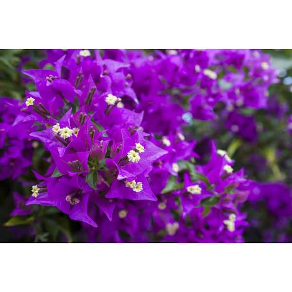 Wekiva Foliage Purple Bougainvillea with Trellis-Live Plant in a 10 Inch Pot-Beautiful Flowering Climber with Trellis Support
