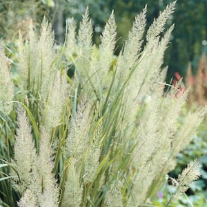 2.25 Gal. Pot, Silver Feather Maiden Grass Miscanthus, Ornamental Grass Perennial (1-Pack)