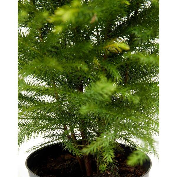 26 Christmas Norfolk Pine Stem by Bloom Room