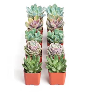 Assortment of Hand Selected Fully Rooted Live Indoor Rose-Shaped Succulent Plants (10-Pack)