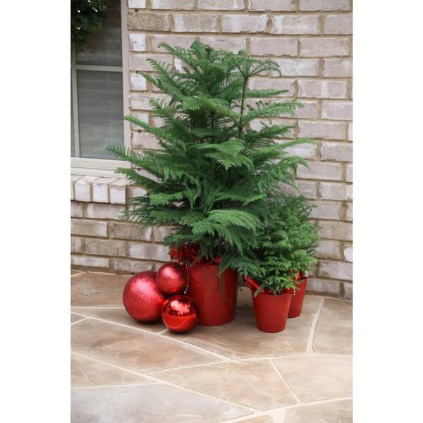 Costa Farms 10in Fresh Norfolk Island Pine In Red Decor Pot 10norfolkpine The Home Depot