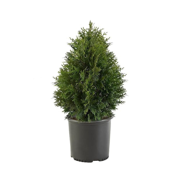 7 Gal. Green Giant Arborvitae (Thuja) Live Evergreen Shrub
