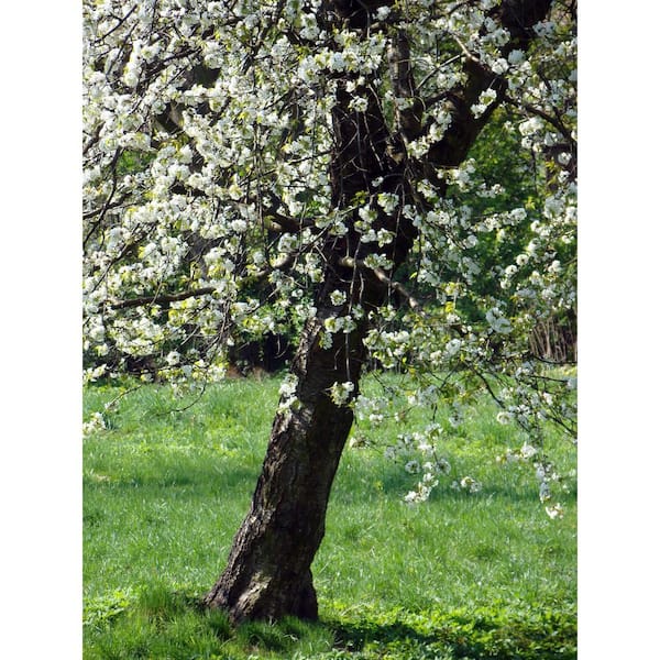 Online Orchards Harvest Gold Flowering Crabapple Tree Bare Root