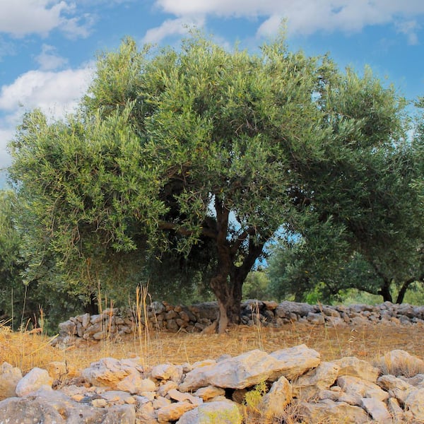 1 Gal. Olive Tree in Grower Container (1-Piece)