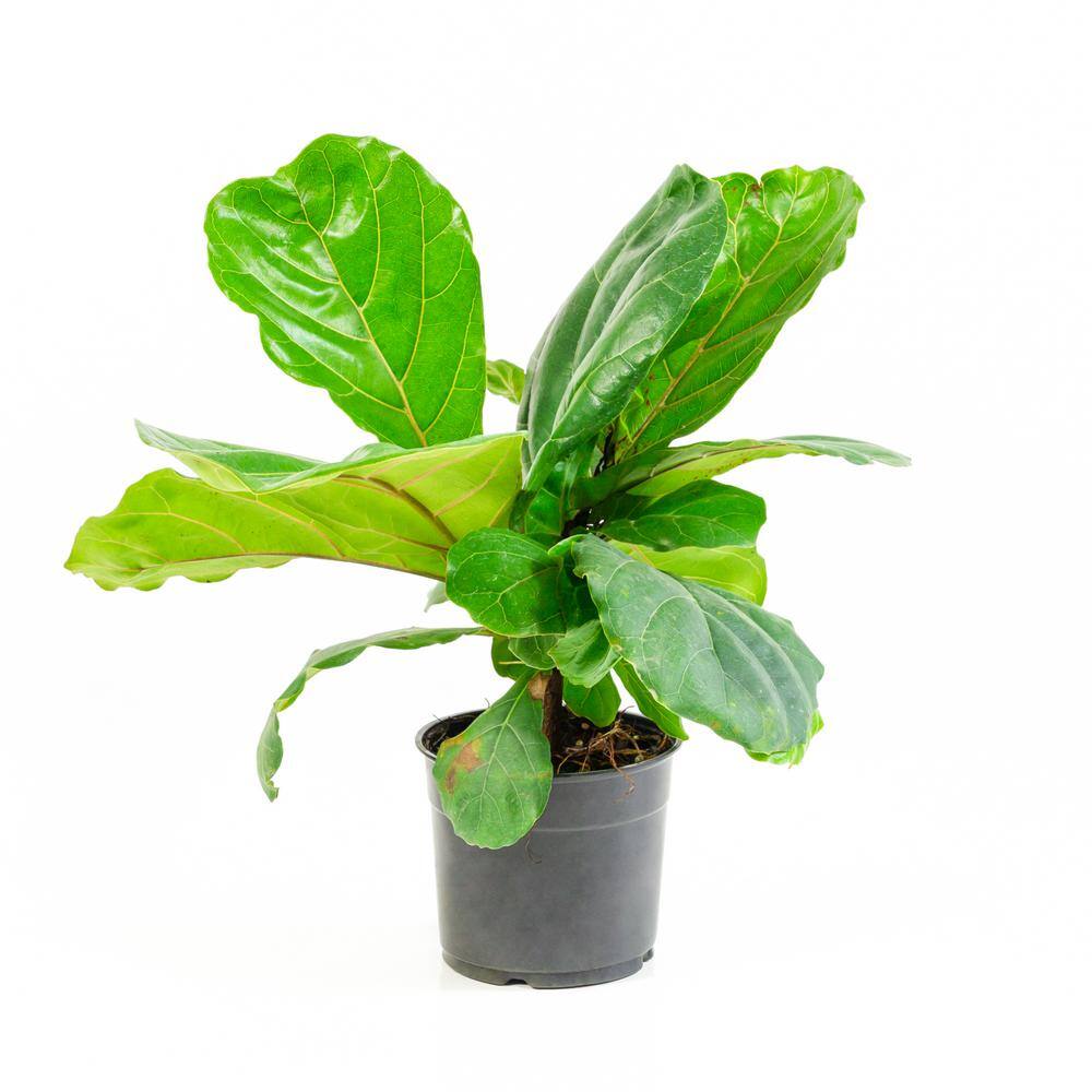 national PLANT NETWORK 5.5 in. Fiddle Leaf Fig Plant in Pot HD1006 The Home Depot