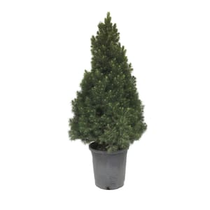 White Spruce (Picea Glauca Conica) Tree