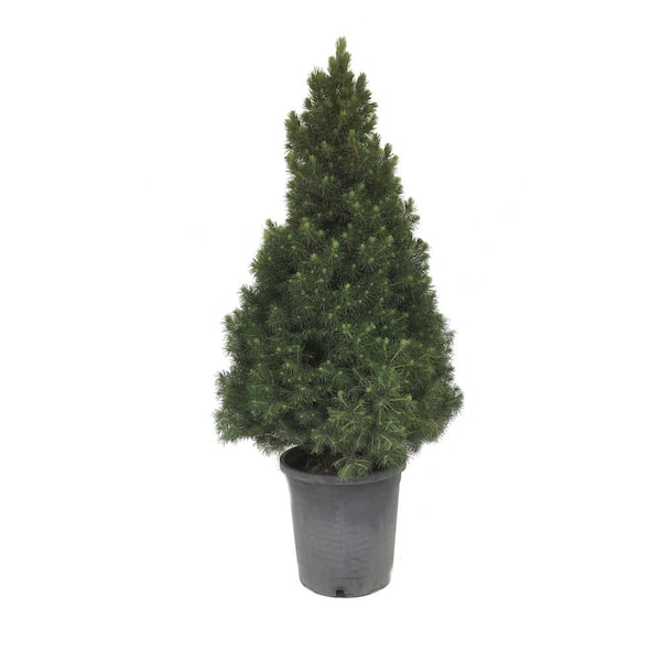 Unbranded White Spruce (Picea Glauca Conica) Tree