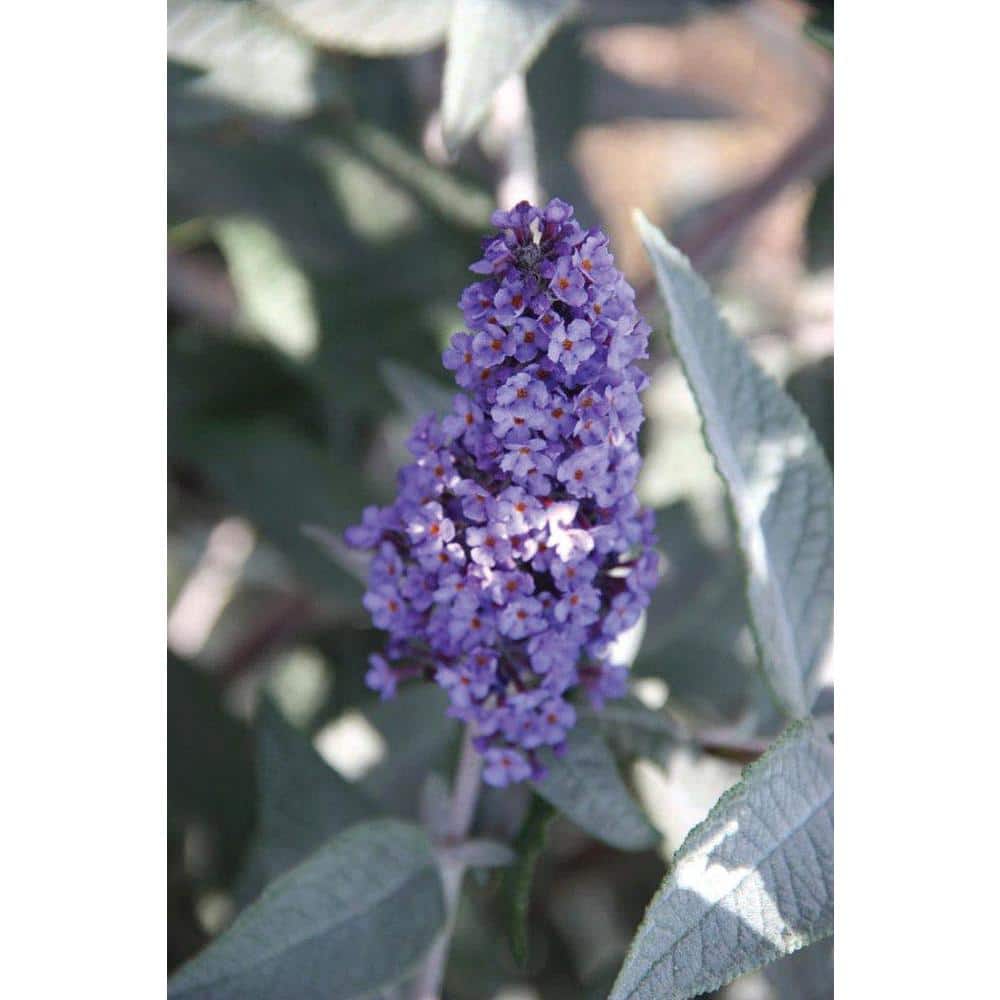 True Blue Butterfly Bush with Purple Flowers, 1 Quart