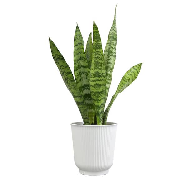 black zz plant for sale ZZ Zamioculcas 'Black Queen' | Indoor Plant | Tropical Plant | Potted Plant main image 1