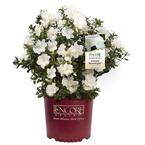 2 Gal. Autumn Moonlight Shrub with White Flowers