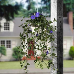 44 in. Artificial Hanging Morning Glory Plant