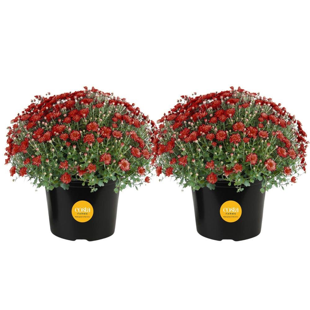 Red Ready to Bloom Fall Chrysanthemum Outdoor Plant in 3 qt. Grower Pot, Avg. Shipping Height 1-2 ft. Tall (2-Pack) price history on PriceWatchPro