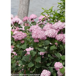 4.5 in. qt. Incrediball Blush Smooth Hydrangea (Arborescens), Live Shrub, Light Pink Flowers