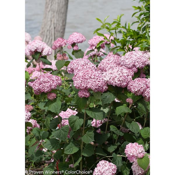 PROVEN WINNERS 4.5 in. qt. Incrediball Blush Smooth Hydrangea (Arborescens), Live Shrub, Light Pink Flowers