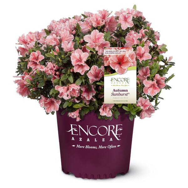 ENCORE AZALEA 3 Gal. Autumn Sunburst Azalea Shrub with Coral Pink White Ruffled Edged Flowers