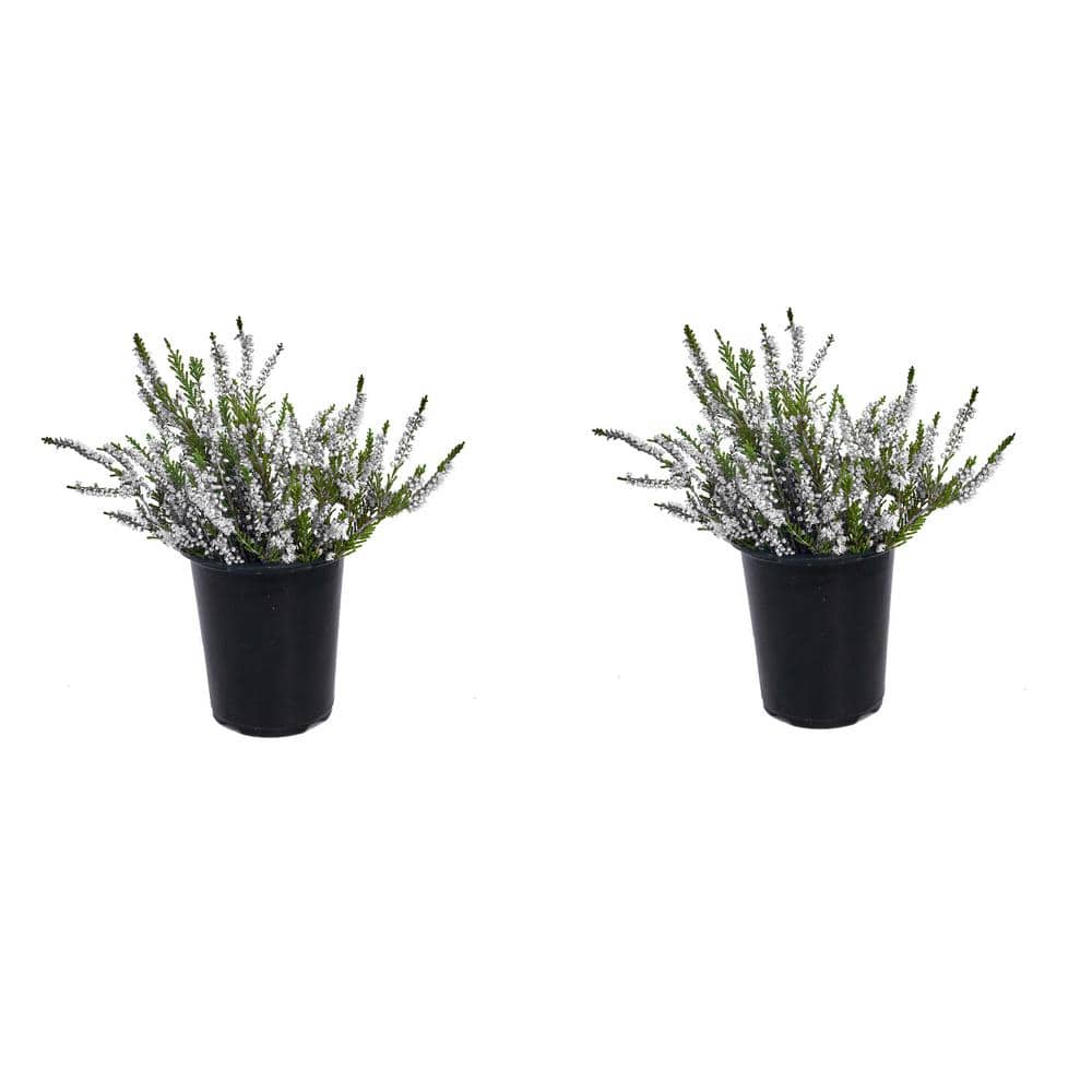 1.0 qt. Plant Heather Calluna Perennial with White Flowers (2-Pack)