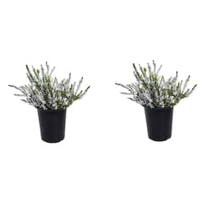 1.0 qt. Plant Heather Calluna Perennial with White Flowers (2-Pack)