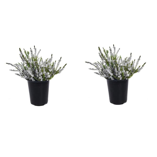 Unbranded 1.0 qt. Plant Heather Calluna Perennial with White Flowers (2-Pack)