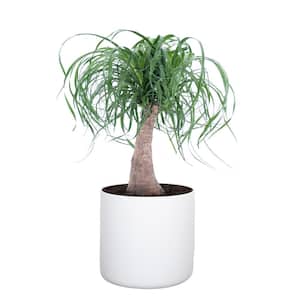 Ponytail Palm Beaucarnea recurvata Live Houseplant in 10 in. Premium White Fiberglass Pot