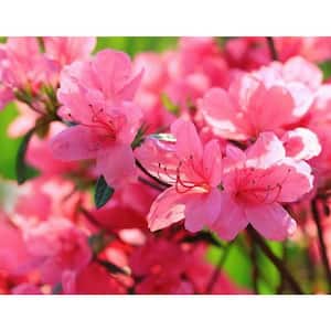 1 Gal. Saybrook Glory Azalea Live Flowering Evergreen Shrub, Pink Flowers