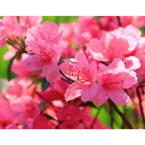 BELL NURSERY 1 Gal. Saybrook Glory Azalea Live Flowering Evergreen Shrub, Pink Flowers