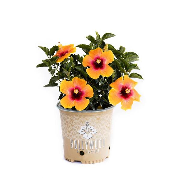 HOLLYWOOD HIBISCUS 2 Gal. Hollywood Social Butterfly Yellow and Red Flower Annual Hibiscus Plant