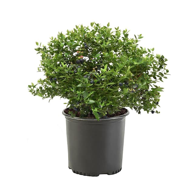 Unbranded 2.5 Qt. Duke Blueberry Plant with Large Mildly Sweet Berries