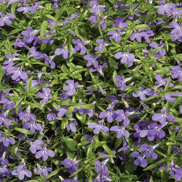 Unbranded 2 gal. Lobelia Plant in Color Pot