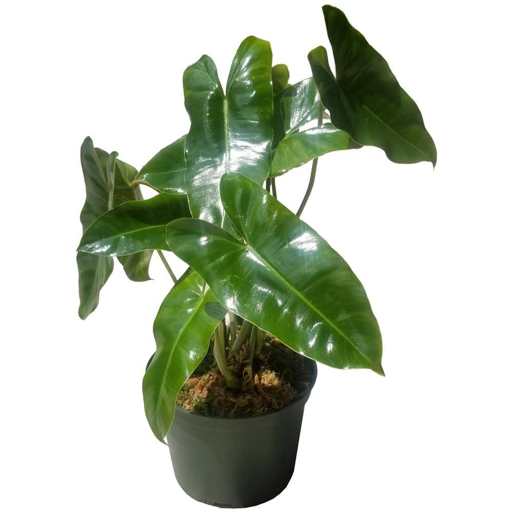 Philodendron Burle Marx Plant in 6 in. Grower Pot BrlMrx006 - The Home Depot