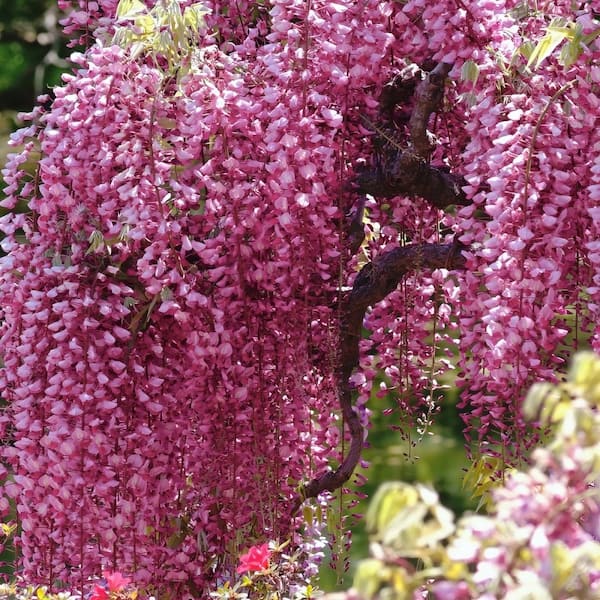national PLANT NETWORK 2.5 Qt. Pink Wisteria Plant with Pink Blooms