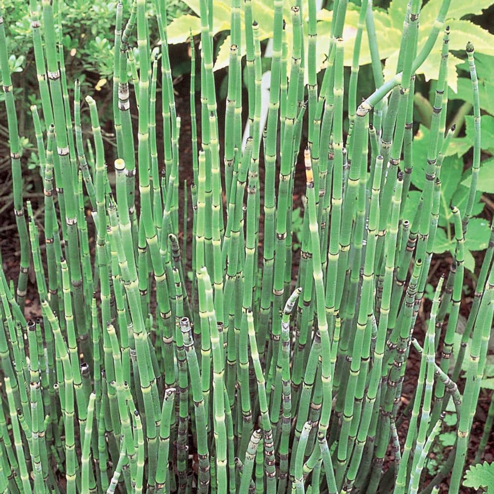 digestive plant Vibra-Gest