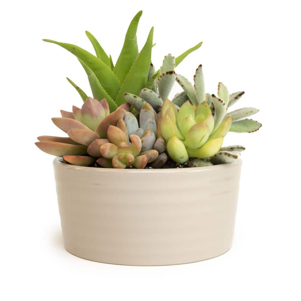 SMART PLANET 5.5 in. Succulent Garden in Taupe Ribbed Glazed Planter ...