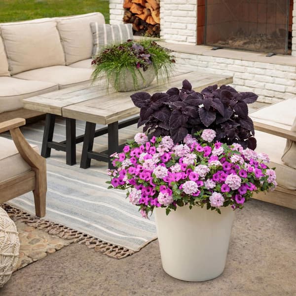 feng shui bamboo plant Buy Fengshui Wheel Arrangement Lucky Bamboo in a Bowl with Pebbles online  from Nurserylive at lowest price