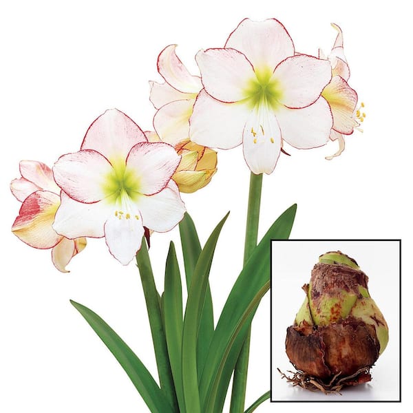 Gardens Alive! Picotee Amaryllis (Hippeastrum) Dormant Flowering Bulb (1-Pack)