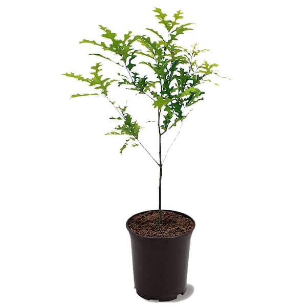 1 Gal. Nutall Oak Shade Tree