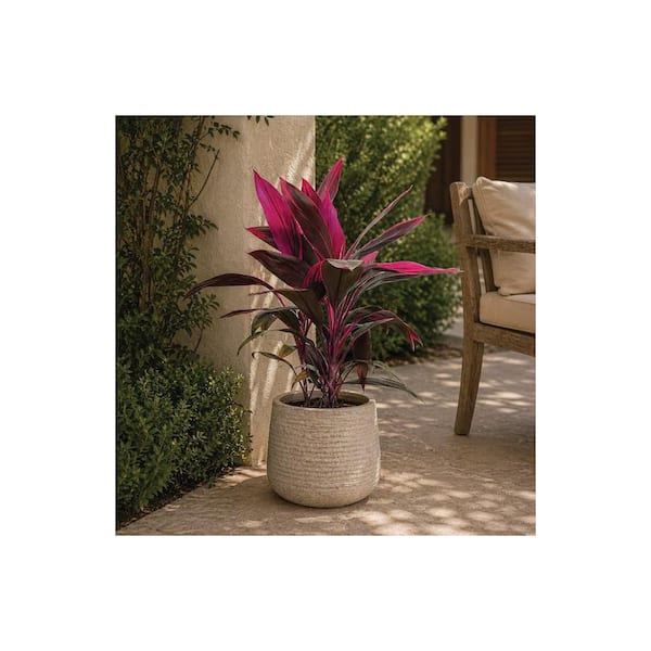 NATURE'S WAY FARMS 1.72 Gal. Hawaiian Ti Red Sister Dracaena Tropical Plant  (1-Pack) 3784 - The Home Depot
