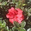 shrubs-hedges-thd00009-1f.3