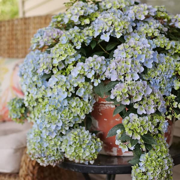 Hydrangea4936　0705 Hydrangea Macrophylla Rotschwanz – Hydrangeas Plus