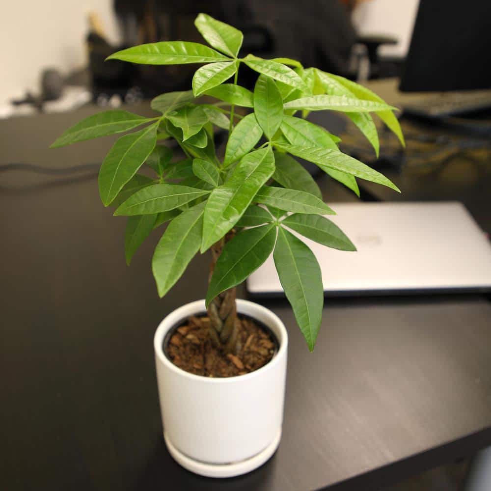 Pachira Aquatica Money Tree in Black Plastic Planter
