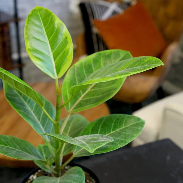 ALTMAN PLANTS Ficus Altissima Variegata Council Tree Live Foliage Indoor  Houseplant 6 in. Grower Pot 0881605