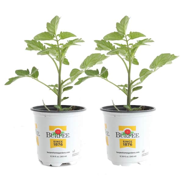 Burpee 3.5 in. Sweet 150 Tomato Plant (2-Pack) TOMS15RR8-3VB2