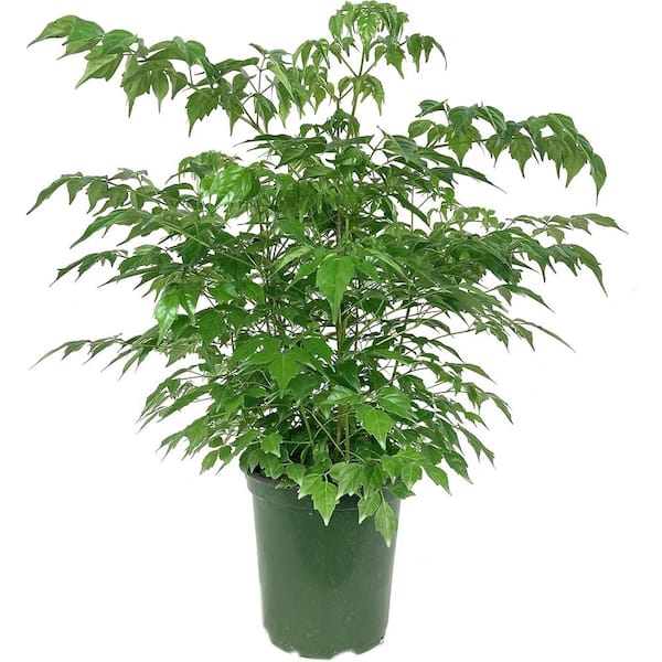 China Doll Plant-Live Plant in a 6 in. Pot-Radermachera Sinica-Beautiful Easy Care Indoor Houseplant