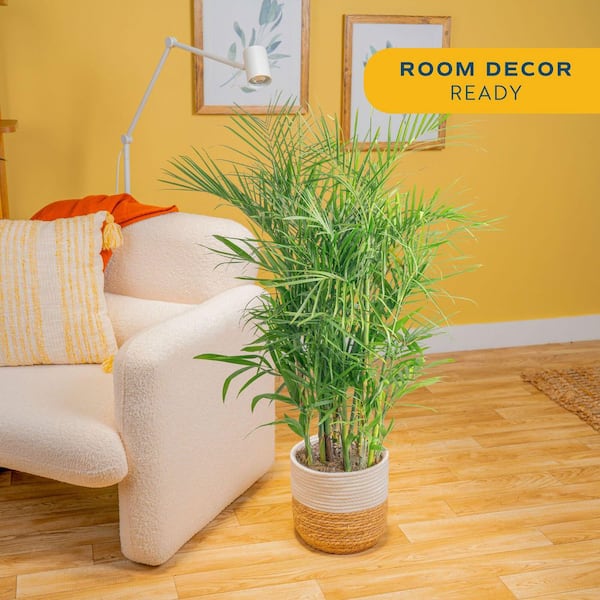 Bamboo Palm, Chamaedorea seifrizi Plant in 10 in. Weave Basket, Average Shipping Height 4 ft. Tall