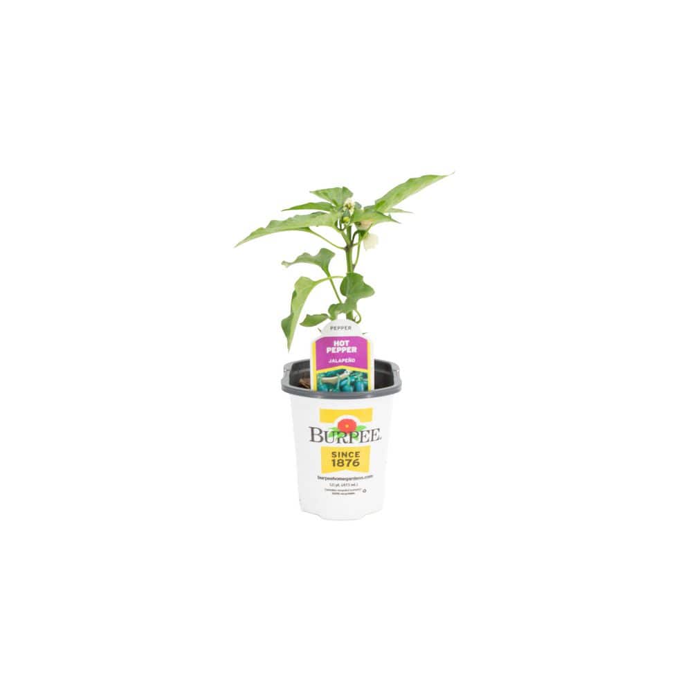 Pure Beauty Farms 4.5 in. Pot Burpee Pepper Jalapeno Hot