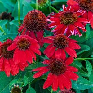 2 in. Pot Red Flowers Sombrero Salsa Red Coneflower (Echinacea) Live Potted Perennial Plant (1-Pack)