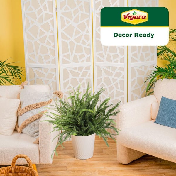 Vigoro Kimberly Queen Fern Plant in 10in. White Decor Pot