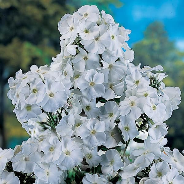 Direct Gardening 1 Gal. Pot, David Tall Hardy Tall Garden Phlox