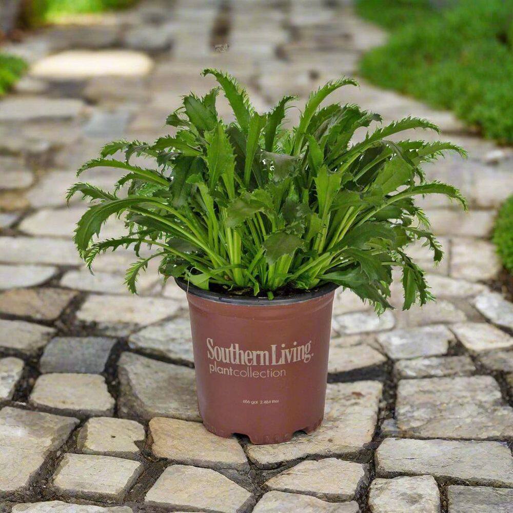 Real Glory Leucanthemum Shasta Daisy in 2.5 Quart Pot