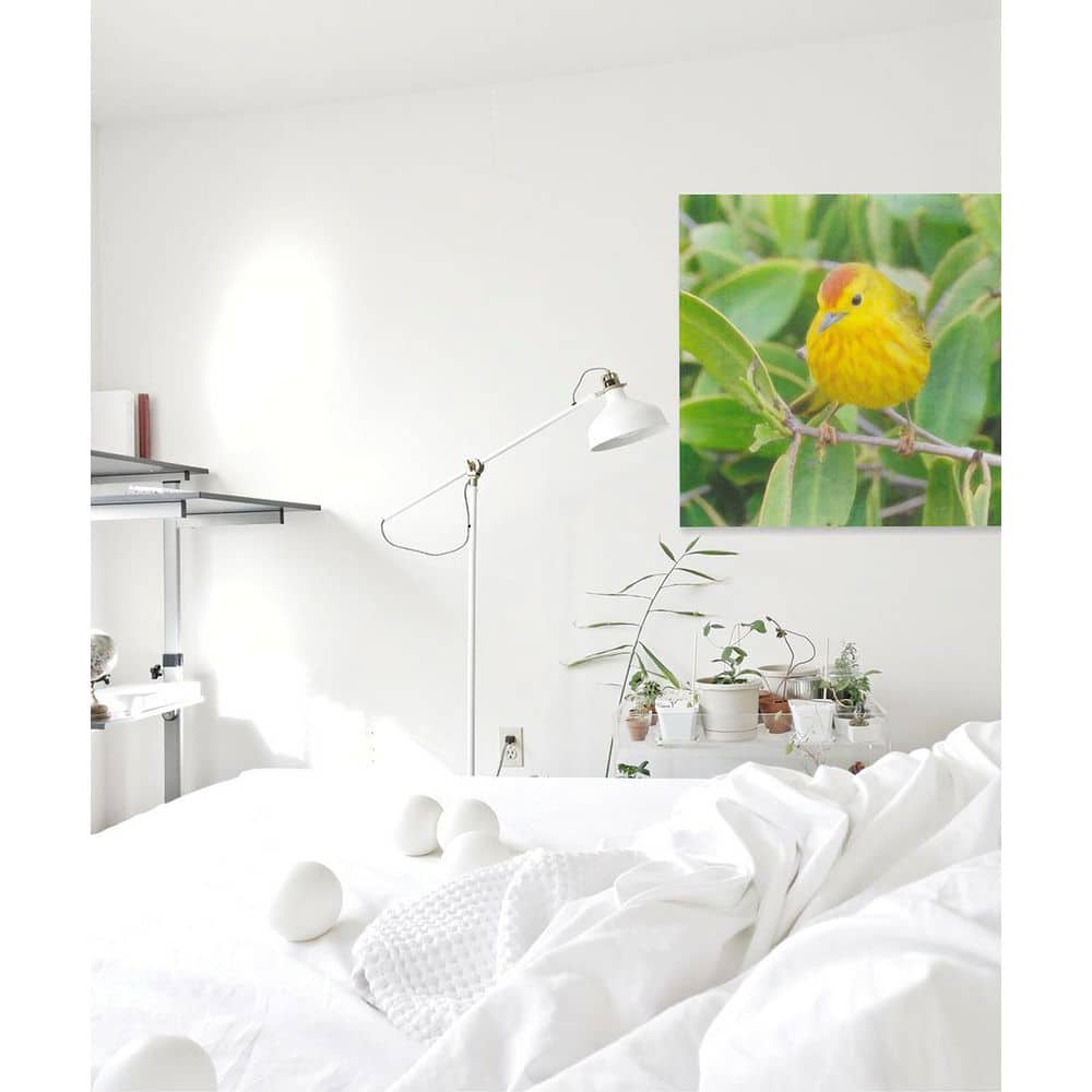 Galapagos Finch by Grotto Studios 1 Piece Unframed Canvas Drawing Print 20 in. x 20 in. price history on PriceWatchPro